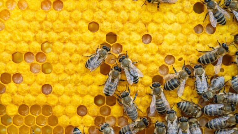 Bees.