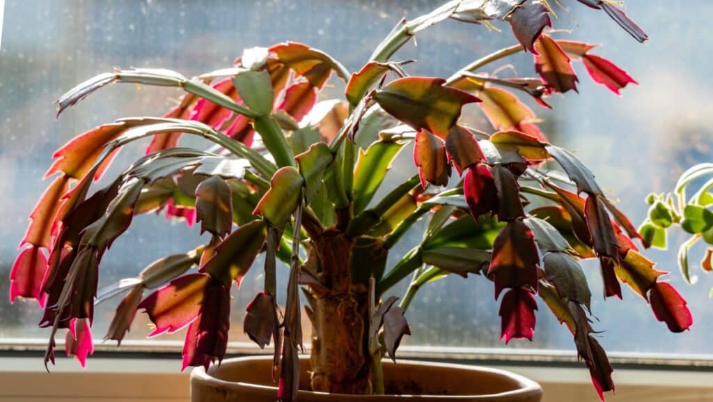 Blooming cactus. 