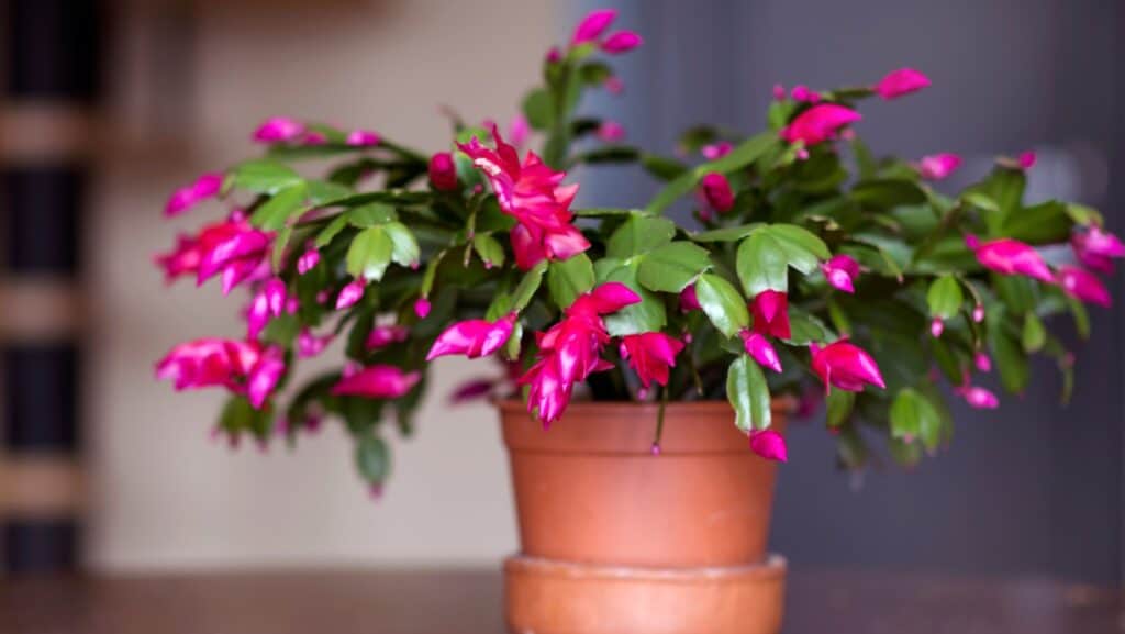 Christmas cactus. 