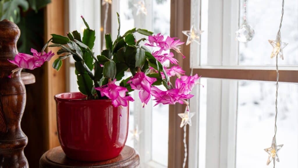 Christmas cactus. 