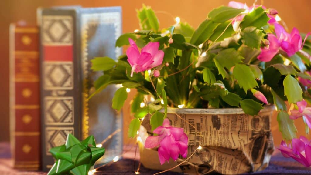 Christmas cactus. 