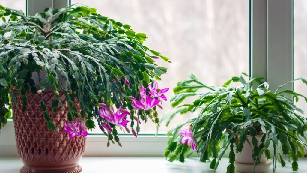 Christmas cactus. 