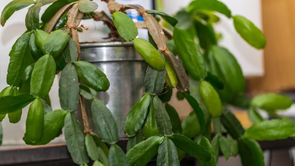 Christmas cactus. 