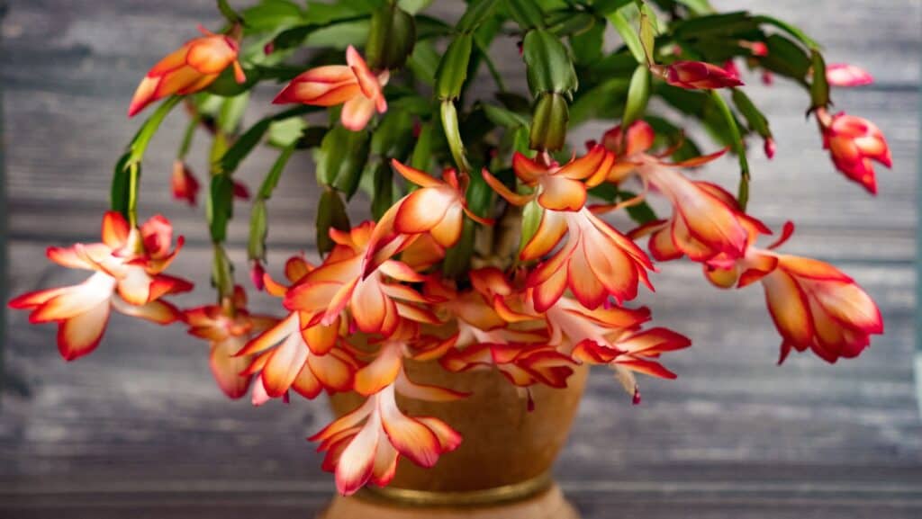Christmas cactus. 