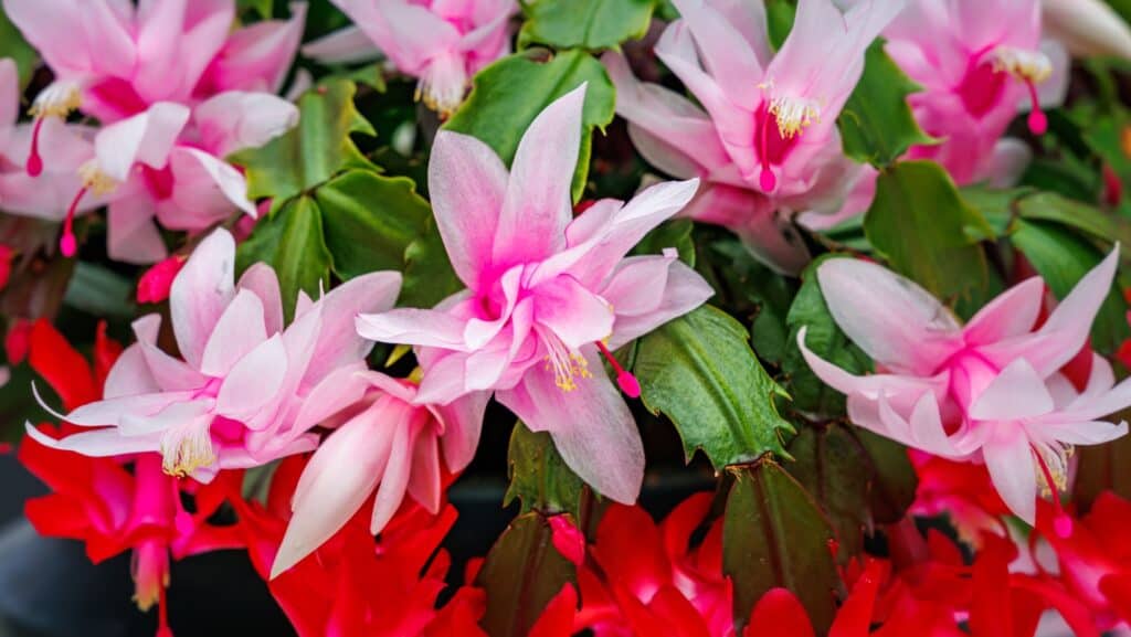Christmas cactus. 