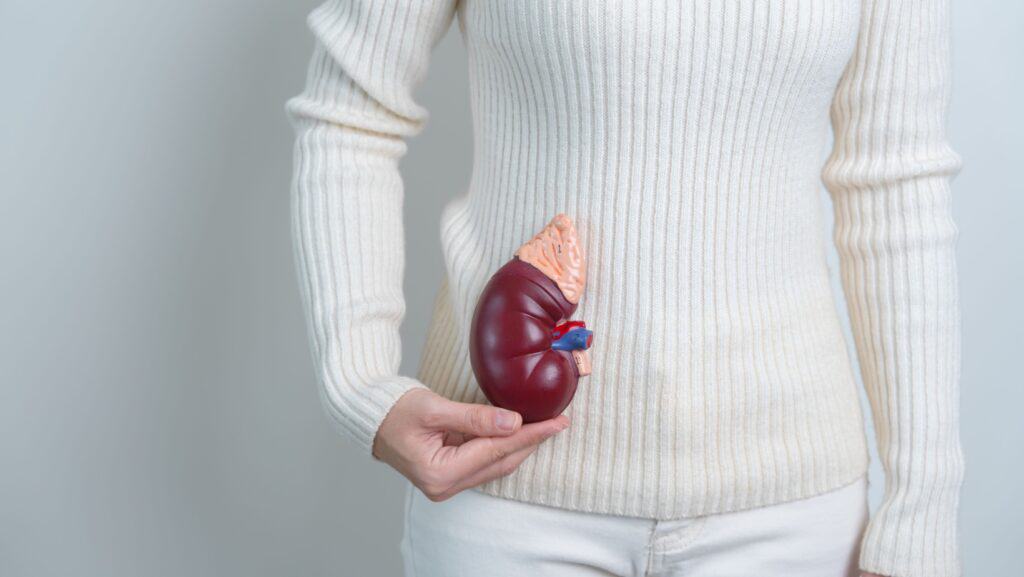 Kidney.