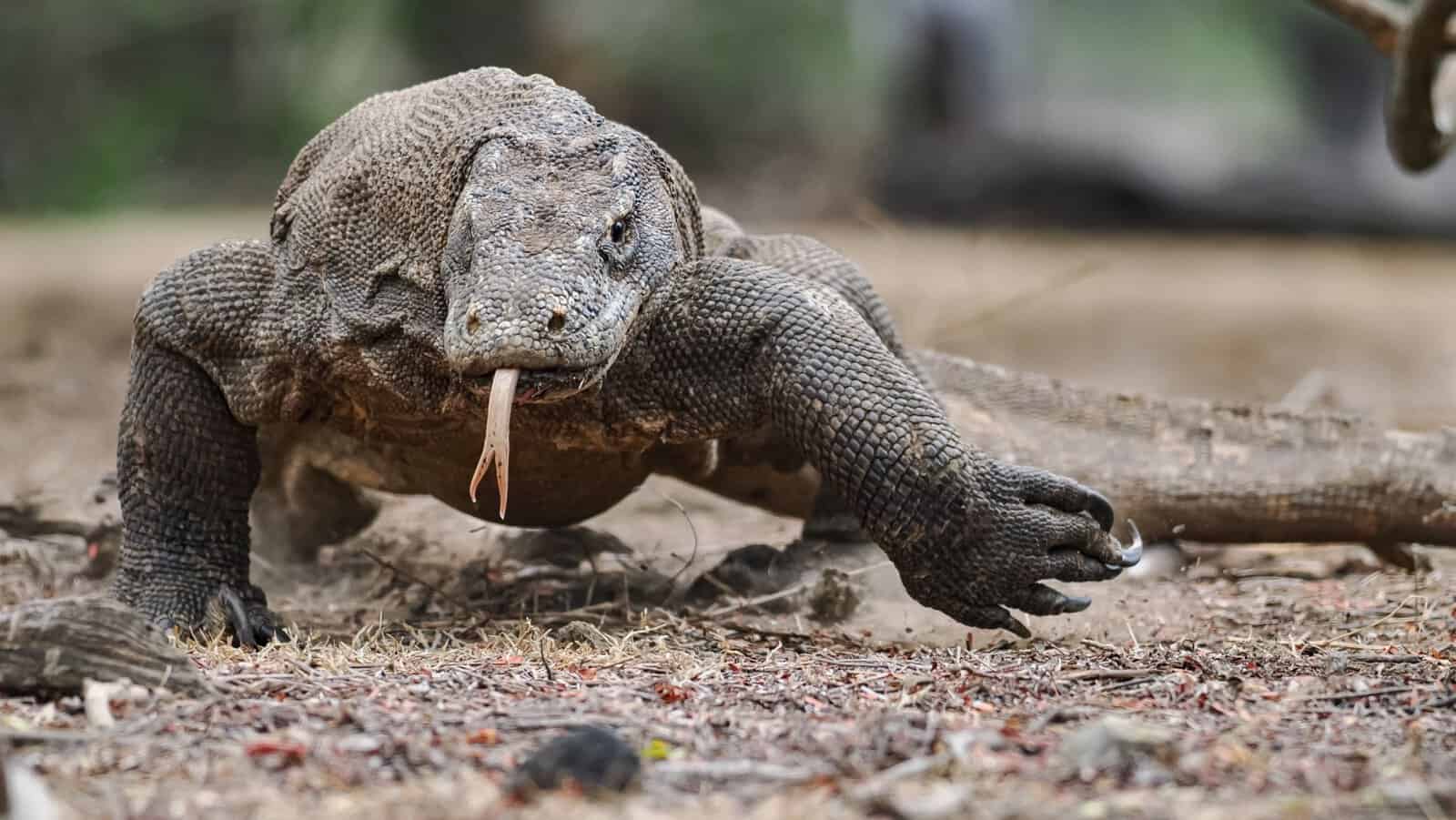 Komodo dragon.