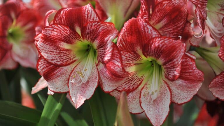 amaryllis.