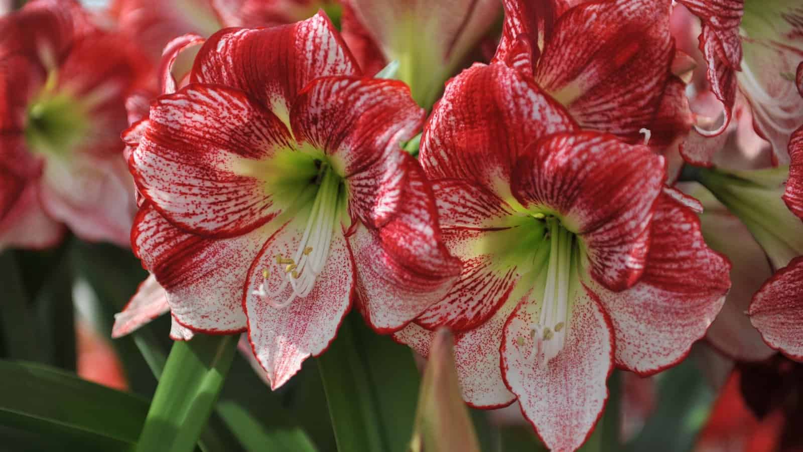 amaryllis.