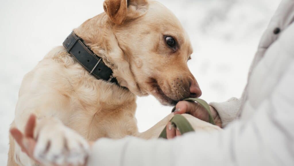 dog sniffing person.