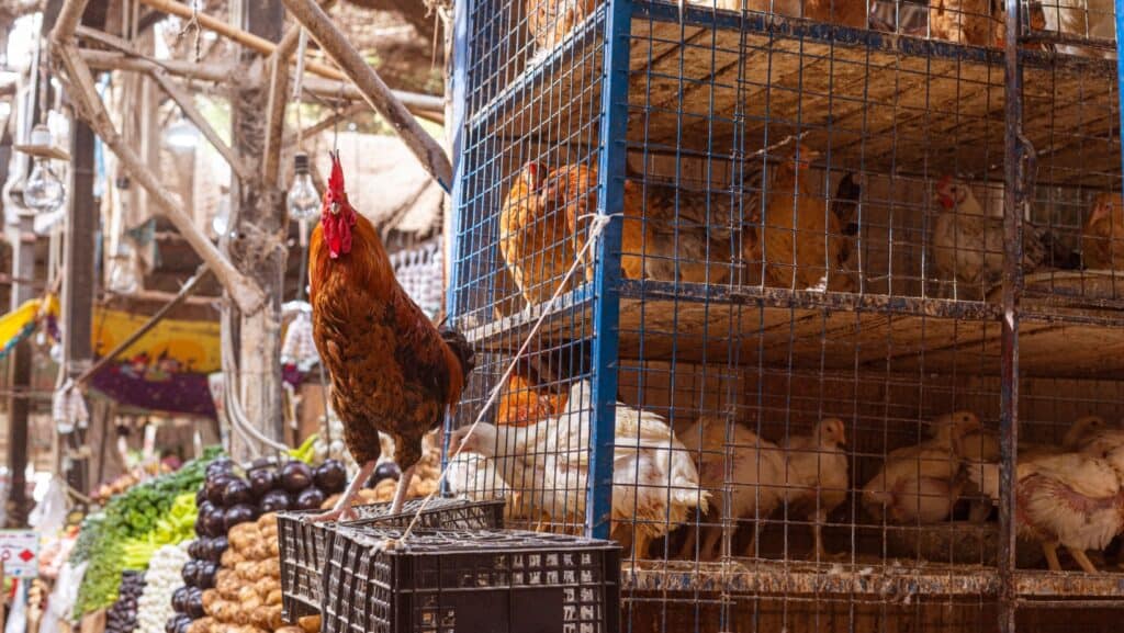 live bird market.