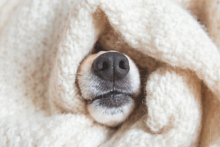Black,Nose,Of,Welsh,Corgi,Pembrok,Dog,Covered,In,Knitting
