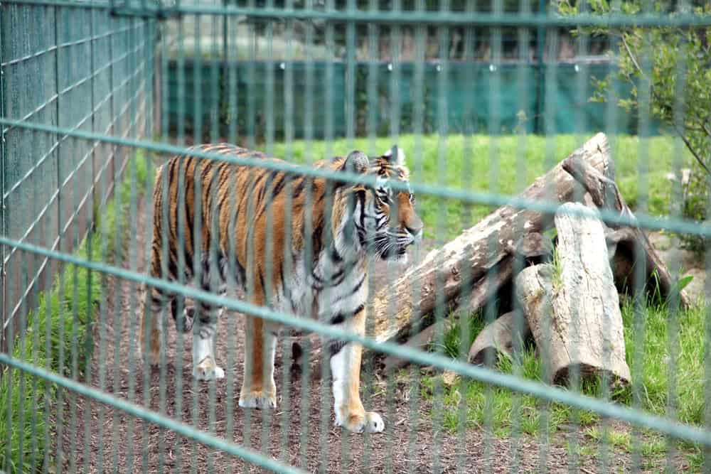 Sandown, Isle of Wight, UK - May 13 2024: Rescued tiger, Natasha, at The Wildheart Animal Sanctuary.