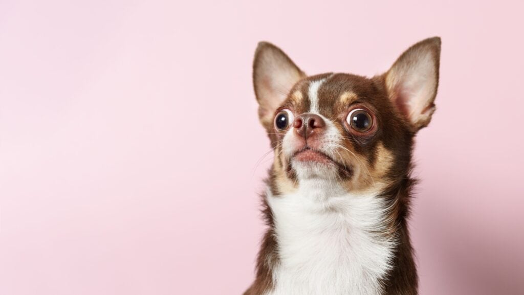 surprised dog. 