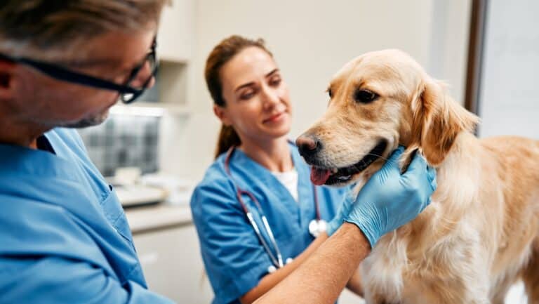 Top 14 Dog Breeds Vets Say Shouldn’t Be Pets Despite Their Fame