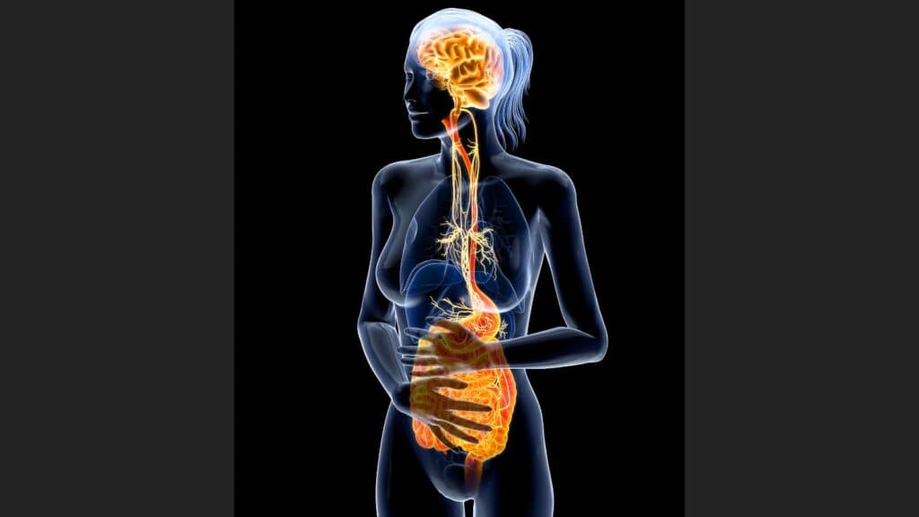 Brain gut axis.
