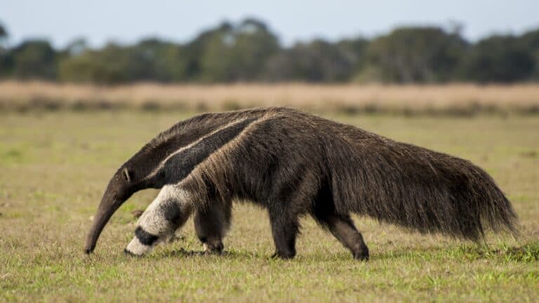 Giant anteater. Luiz Kagiyama via Shutterstock.