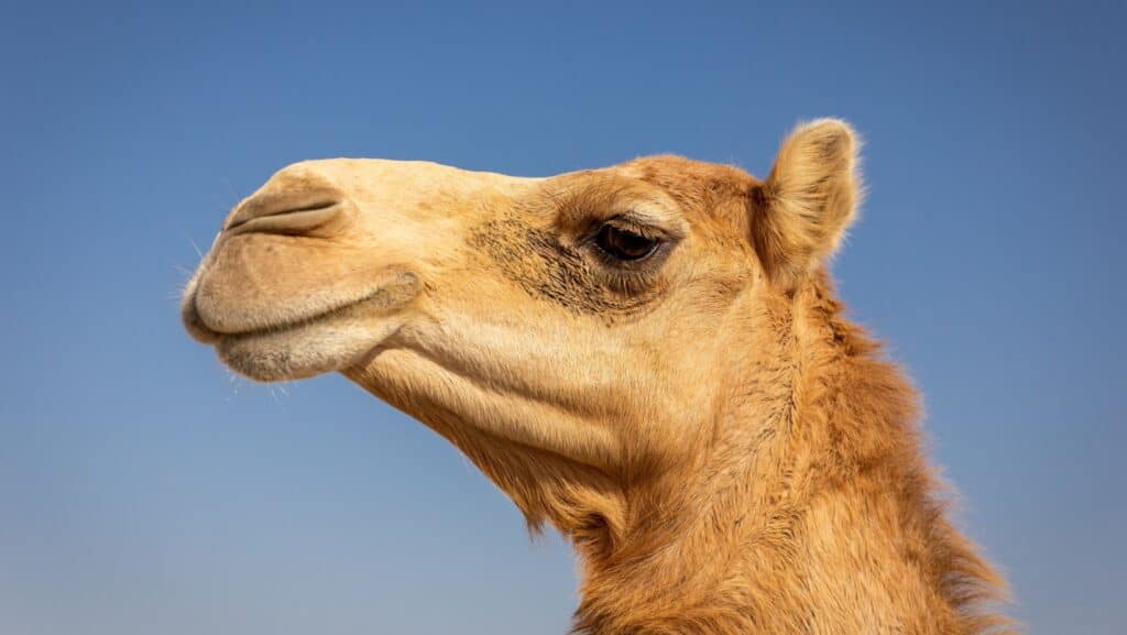camel.