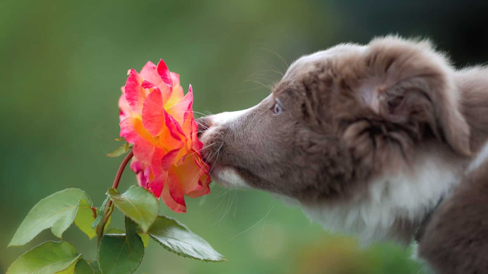 dog smelling rose.