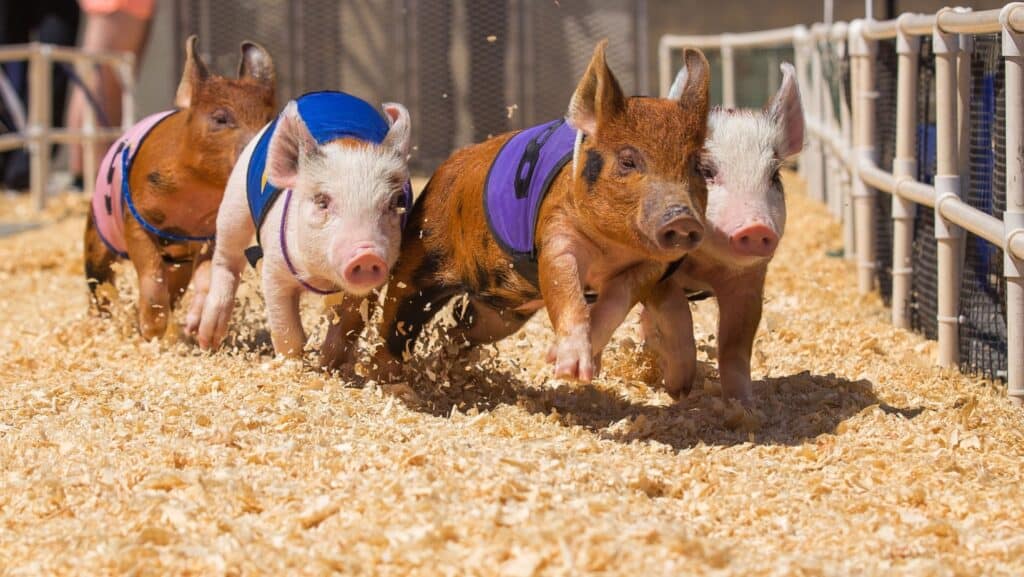 pigs.