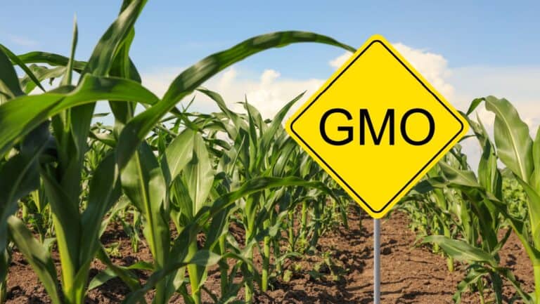 Corn GMO.