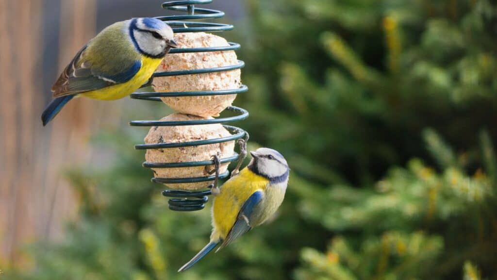 Suet balls. 