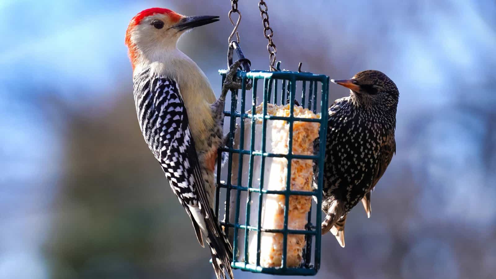 suet for birds.