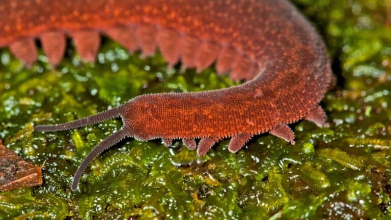 velvet worm.