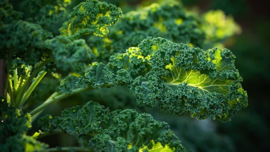kale. 