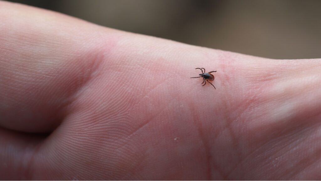 tick.