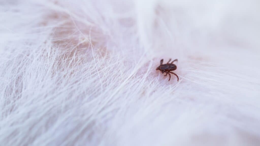 tick on dog.