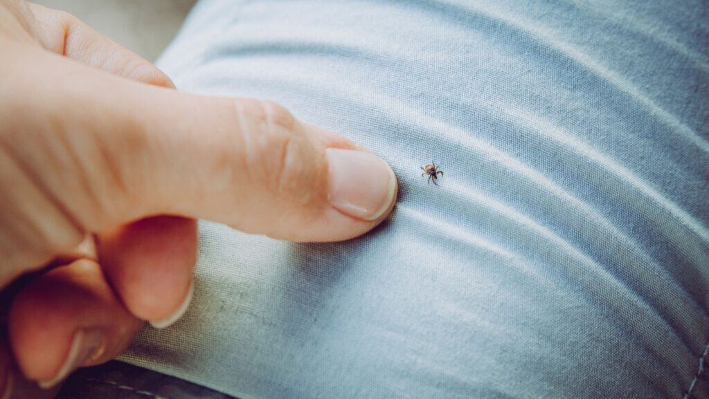 ticks on light clothes.