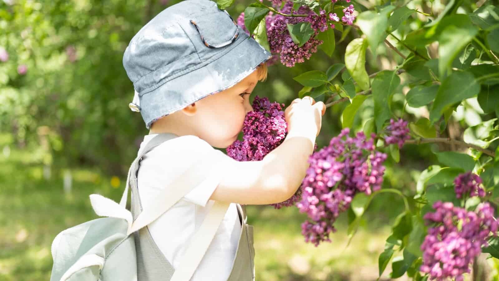 Child smelling lilacs.