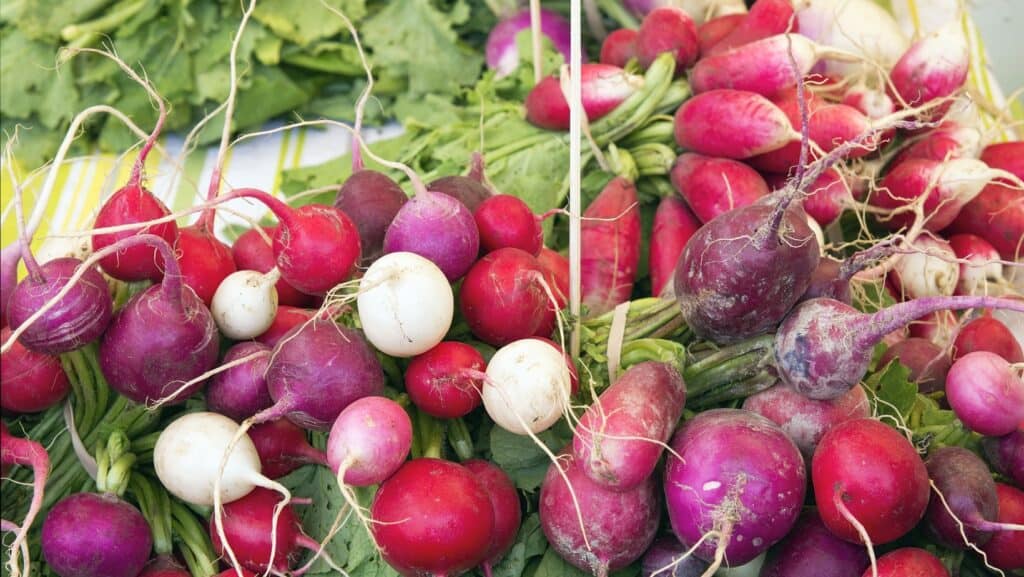 Easter radish. 