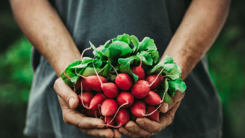 Radishes. 