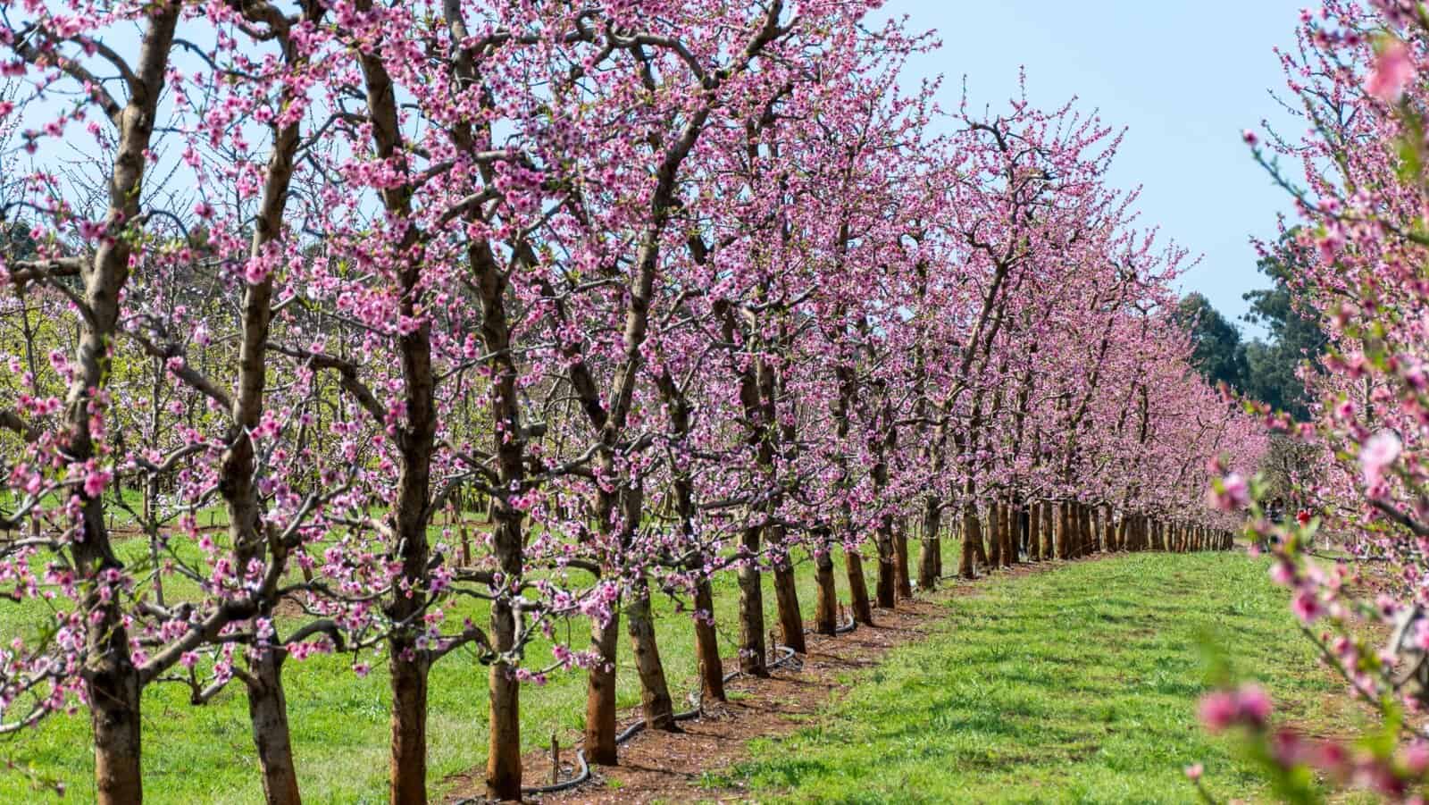 Spring has sprung. Cherry blossoms.