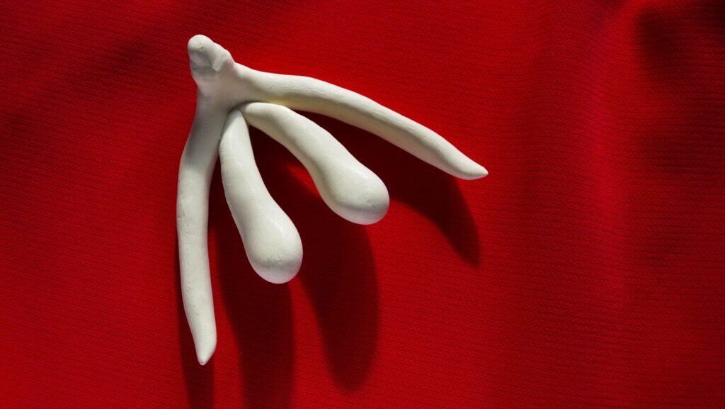 female anatomy.