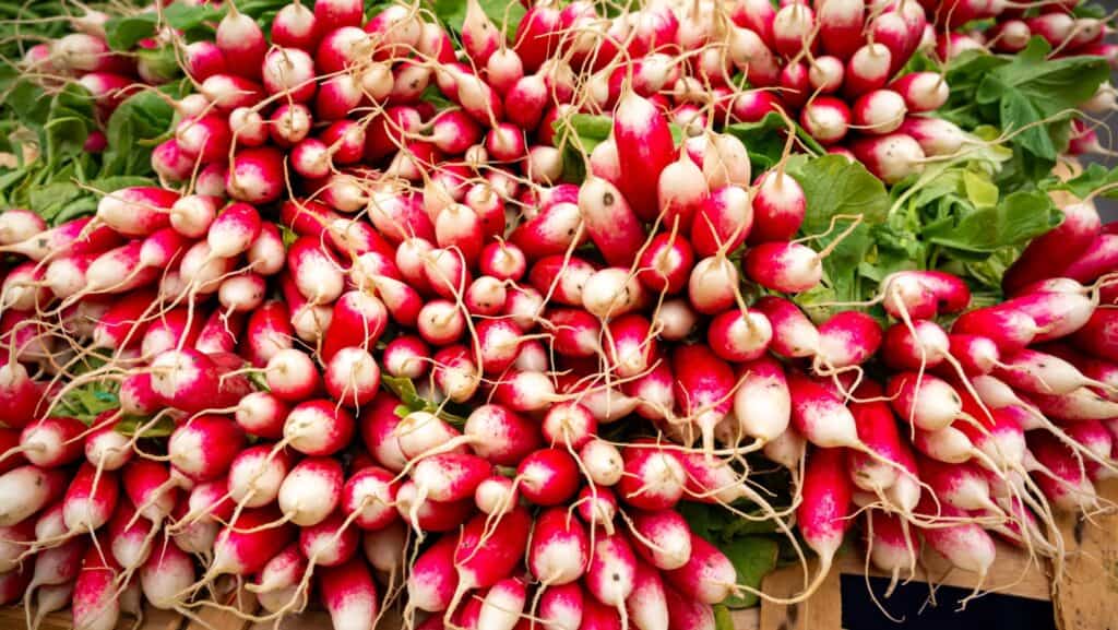 radishes.