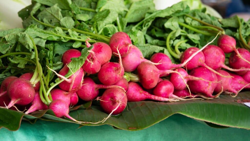 red radishes. 