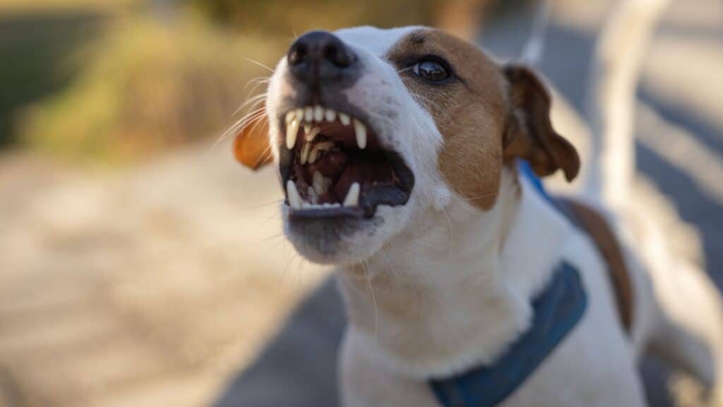 Aggressive dog.
