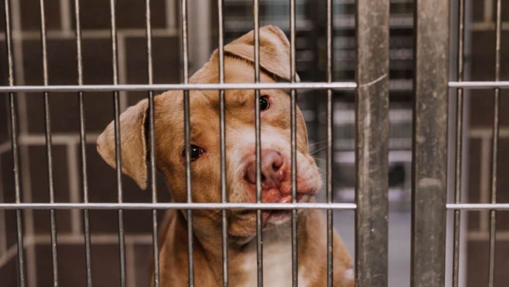 Dog in shelter.