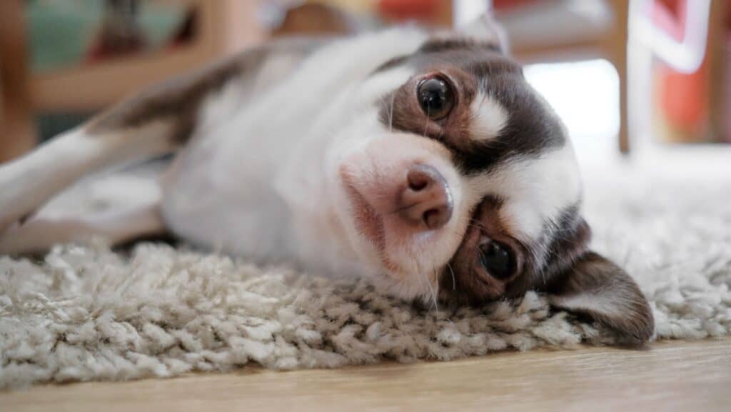 chihuahua.