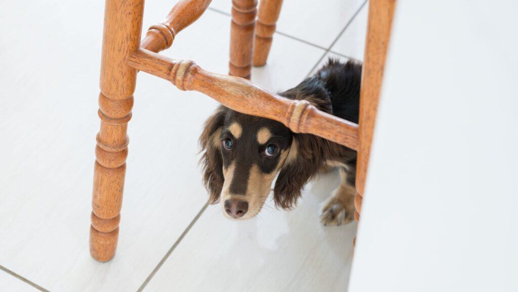 daschund.