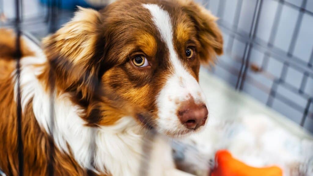 dog in crate.