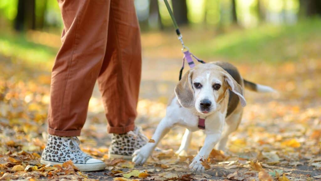 dog pulling.