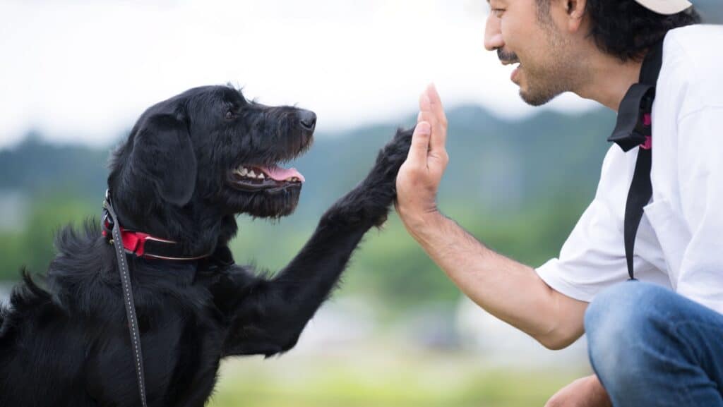 dog training.