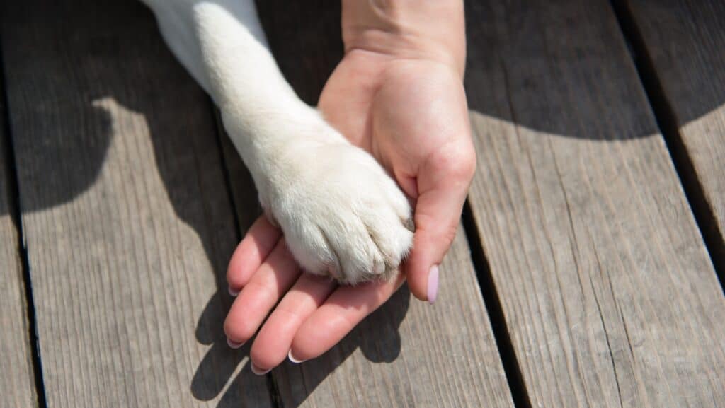 woman and dog paw.