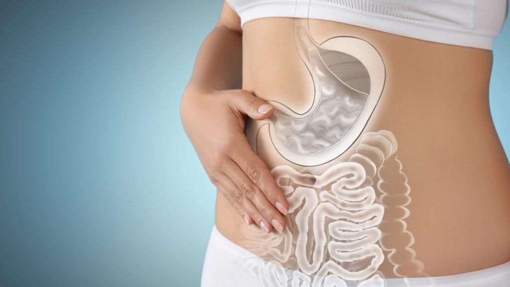 Healthy digestive tract.