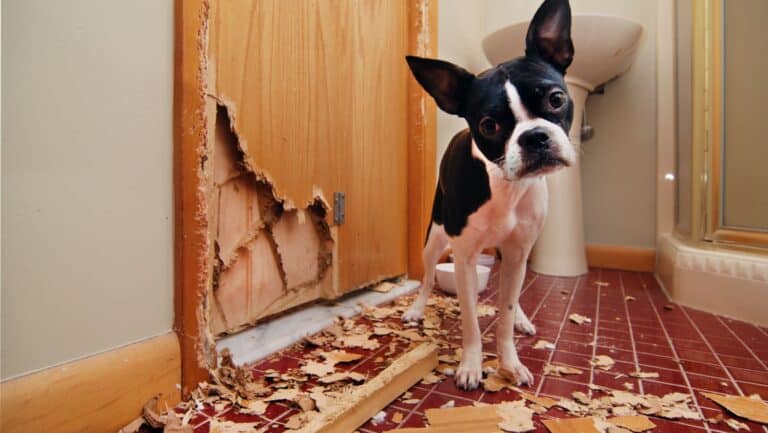 bad dog. Destructive.