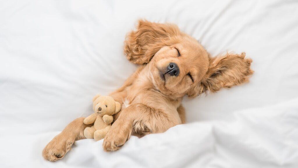 dog sleeping.
